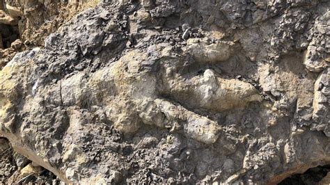 Yorkshire's 'largest ever dinosaur print' discovered on .